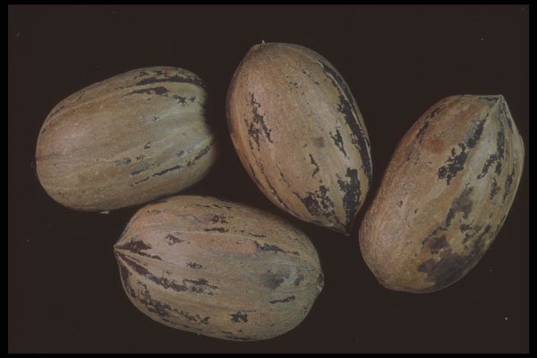 322052 Pecans A4 Photo Print