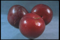 322054 Red Plum Trio A4 Photo Print