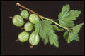 322057 Gooseberries A4 Photo Print
