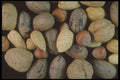 322058 Nut Clusters A4 Photo Print