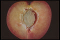 322059 Plum Sauce A4 Photo Print