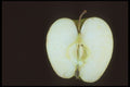 322060 Apple Center A4 Photo Print