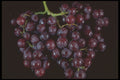 322066 Red Grapes A4 Photo Print