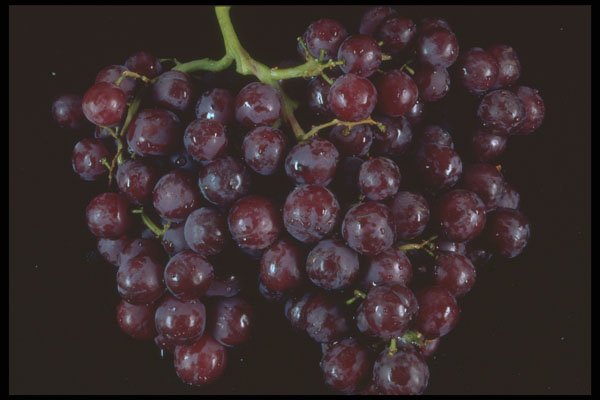 322066 Red Grapes A4 Photo Print