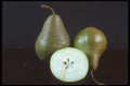 322068 Brown Pear A4 Photo Print