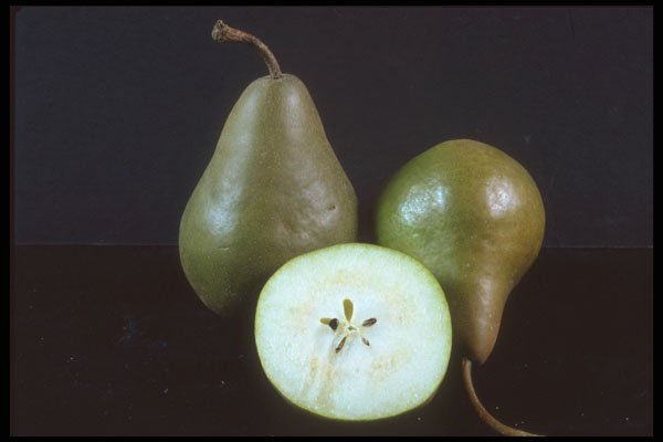322068 Brown Pear A4 Photo Print