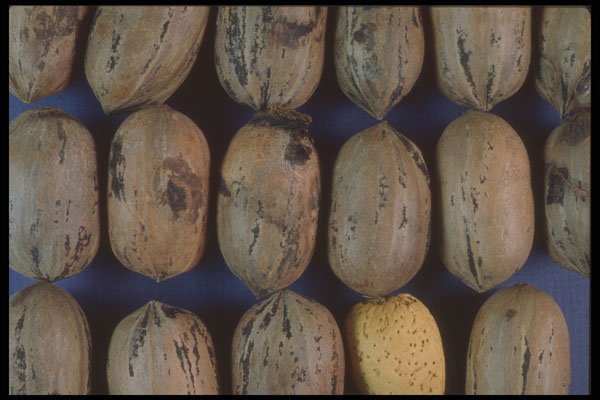 322070 Pecan Rows A4 Photo Print