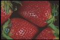 322073 Strawberry Cluster A4 Photo Print