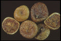 322076 Figs A4 Photo Print