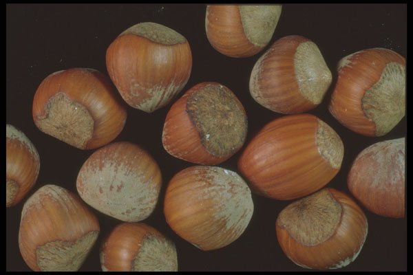 322078 Hazelnuts A4 Photo Print
