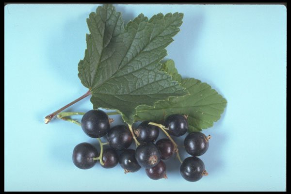 322082 Black Currants A4 Photo Print