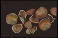 322084 Hazelnut Shells A4 Photo Print