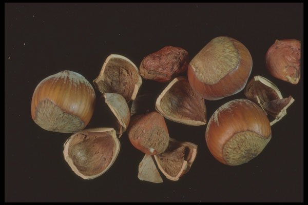 322084 Hazelnut Shells A4 Photo Print