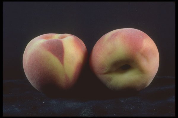 322086 Peach Duo A4 Photo Print