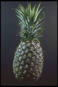 322090 Pineapple A4 Photo Print