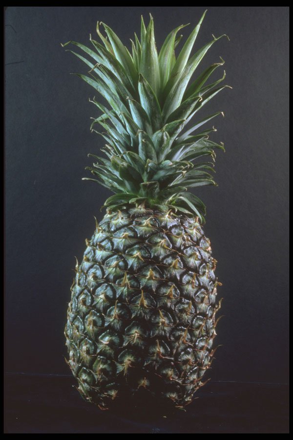 322090 Pineapple A4 Photo Print