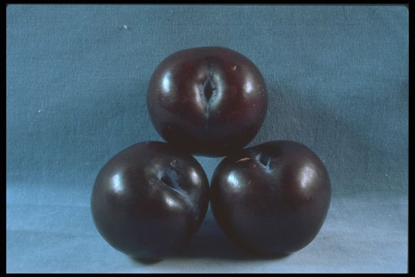 322091 Purple Plum Trio A4 Photo Print