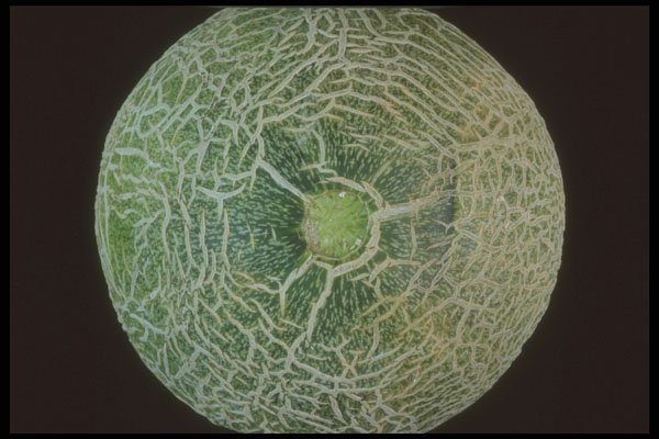 322092 Melon Top A4 Photo Print