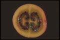 322094 Passion Fruit Across A4 Photo Print