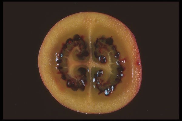 322094 Passion Fruit Across A4 Photo Print