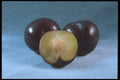 322095 Purple Plum A4 Photo Print