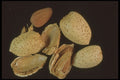 322096 Almond Shells A4 Photo Print