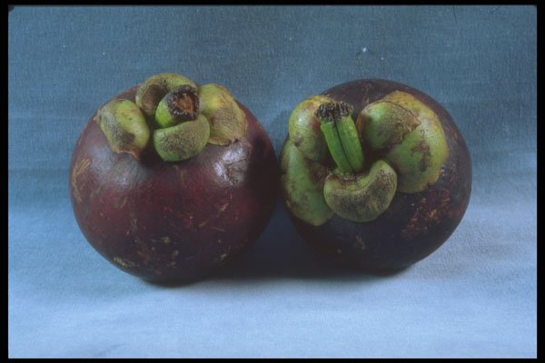 322098 Pitaya A4 Photo Print