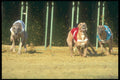 324018 Greyhound Racing A4 Photo Print