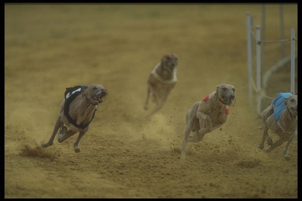 324054 Greyhound Racing A4 Photo Print
