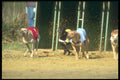 324070 Small Greyhound Racing A4 Photo Print