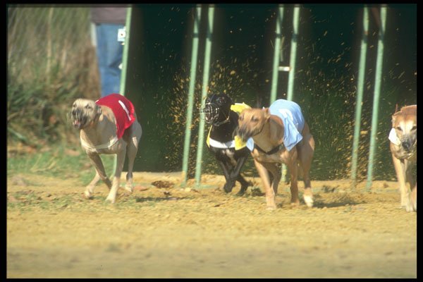 324070 Small Greyhound Racing A4 Photo Print
