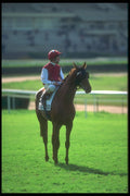 324076 Horse Racer A4 Photo Print