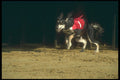 324083 Greyhound Racing A4 Photo Print