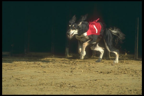 324083 Greyhound Racing A4 Photo Print