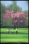 324087 Golfers A4 Photo Print