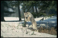 326000 Lynx Leaping, Bounding On Snow A4 Photo Print