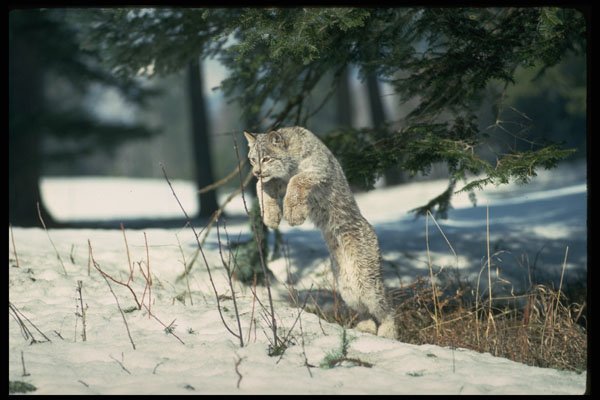 326000 Lynx Leaping, Bounding On Snow A4 Photo Print