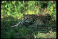 326001 Ocelot Lying Down A4 Photo Print