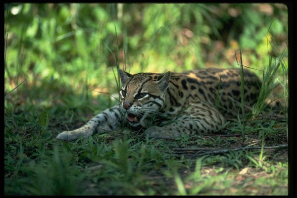 326001 Ocelot Lying Down A4 Photo Print