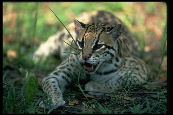 326002 Ocelot Lying Down A4 Photo Print