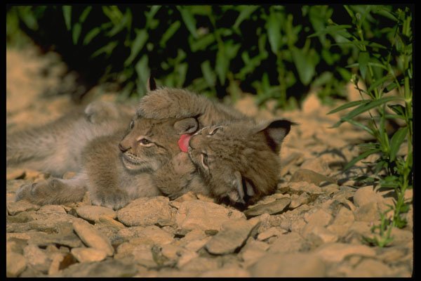 326003 Eurasian Lynx, Young Kittens Playing A4 Photo Print