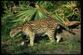 326004 Ocelot A4 Photo Print