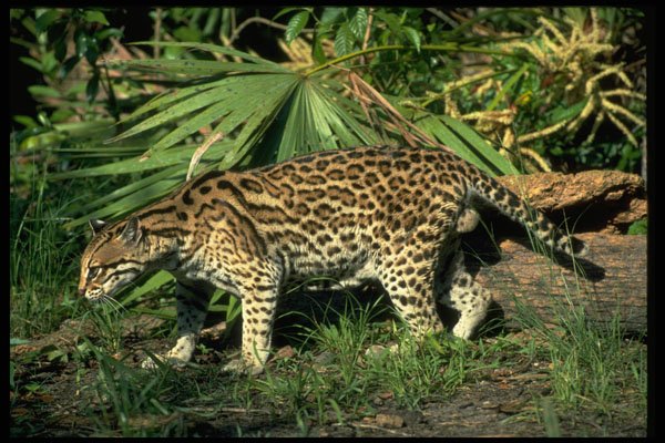 326004 Ocelot A4 Photo Print