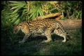 326005 Ocelot A4 Photo Print