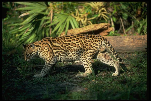 326005 Ocelot A4 Photo Print