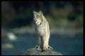 326006 Canada Lynx, Autumn, Along Wilderness River A4 Photo Print