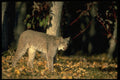326007 Canada Lynx, Autumn, In Leaf strewn Forest A4 Photo Print