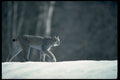 326008 Canada Lynx On Snow A4 Photo Print