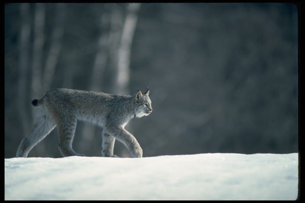 326008 Canada Lynx On Snow A4 Photo Print
