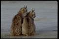 326009 Canada Lynx, Winter, Pair By Icy Stream A4 Photo Print